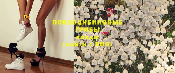 стаф Богданович