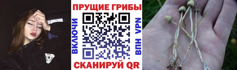 Псилоцибиновые грибы Psilocybine cubensis  купить закладку  Рязань 